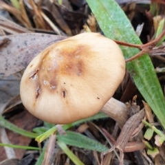 Psilocybe sp. at Cook, ACT - 4 Jul 2021 by drakes