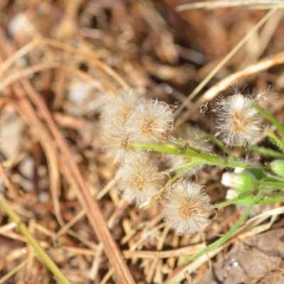 Erigeron sp. (Fleabanes) at Wamboin, NSW - 8 Apr 2021 by natureguy