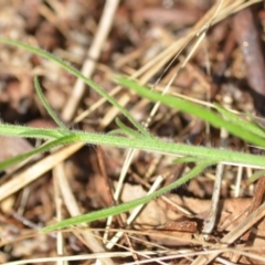 Erigeron sp. at Wamboin, NSW - 8 Apr 2021