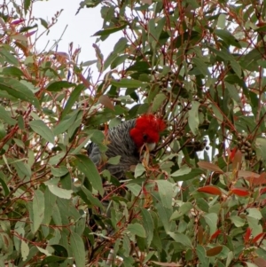 Callocephalon fimbriatum at Uriarra, NSW - 7 Jul 2021