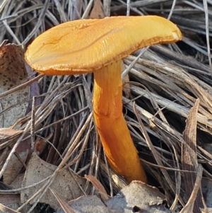 Cortinarius sp. at Holt, ACT - 7 Jul 2021