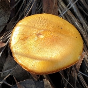 Cortinarius sp. at Holt, ACT - 7 Jul 2021 10:27 AM