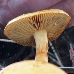 Cortinarius sp. at Holt, ACT - 7 Jul 2021 10:27 AM