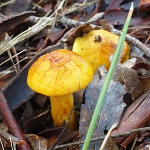 Cortinarius sp. at Holt, ACT - 7 Jul 2021 10:27 AM