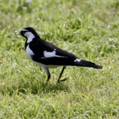 Grallina cyanoleuca (Magpie-lark) at Thurgoona, NSW - 7 Jul 2021 by PaulF