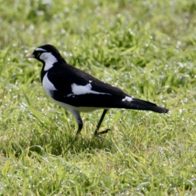 Grallina cyanoleuca (Magpie-lark) at Thurgoona, NSW - 7 Jul 2021 by PaulF