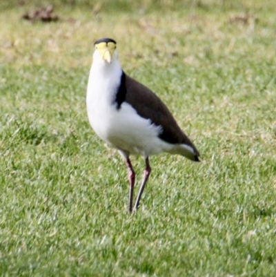 Vanellus miles (Masked Lapwing) at Thurgoona, NSW - 7 Jul 2021 by PaulF