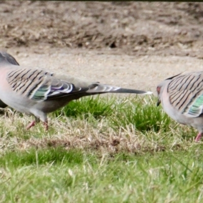 Ocyphaps lophotes (Crested Pigeon) at Thurgoona, NSW - 7 Jul 2021 by PaulF