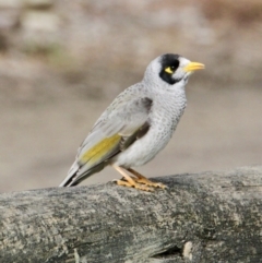 Manorina melanocephala (Noisy Miner) at Thurgoona, NSW - 7 Jul 2021 by PaulF