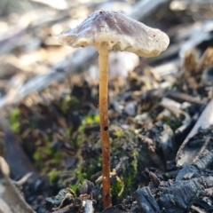Unverified Cap on a stem; gills below cap [mushrooms or mushroom-like] - 1 Jan 1900 by drakes