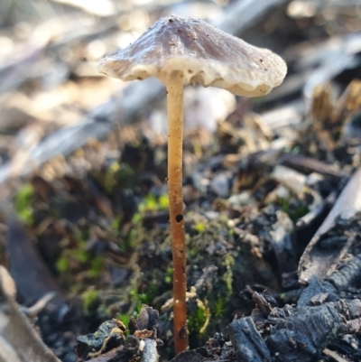 Unidentified Cap on a stem; gills below cap [mushrooms or mushroom-like] at Holt, ACT - 7 Jul 2021 by drakes