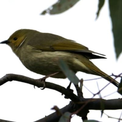 Ptilotula penicillata (White-plumed Honeyeater) at Thurgoona, NSW - 7 Jul 2021 by PaulF