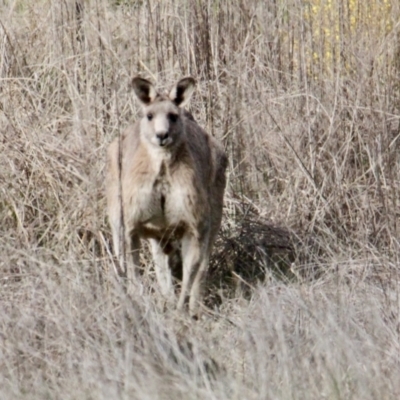 Macropus giganteus (Eastern Grey Kangaroo) at Thurgoona, NSW - 7 Jul 2021 by PaulF