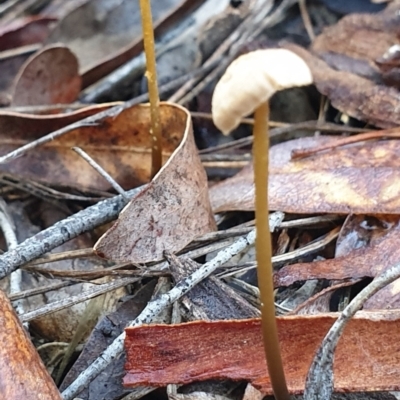 Marasmius at Aranda Bushland - 7 Jul 2021 by drakes