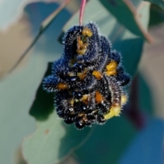 Perga sp. (genus) (Sawfly or Spitfire) at Hawker, ACT - 7 Jul 2021 by Kurt