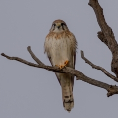 Falco cenchroides (Nankeen Kestrel) at Kaleen, ACT - 4 Jul 2021 by trevsci