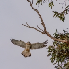 Falco cenchroides at Kaleen, ACT - 4 Jul 2021 09:43 AM