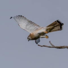 Falco cenchroides at Kaleen, ACT - 4 Jul 2021 09:43 AM