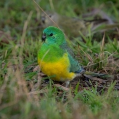 Psephotus haematonotus (Red-rumped Parrot) at Jacka, ACT - 4 Jul 2021 by trevsci