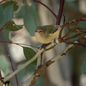 Smicrornis brevirostris at Crace, ACT - 4 Jul 2021 10:58 AM