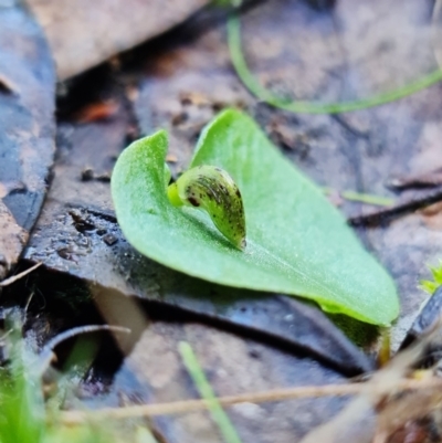 Corysanthes incurva (Slaty Helmet Orchid) at Jerrabomberra, NSW by RobG1