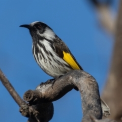 Phylidonyris niger X novaehollandiae (Hybrid) (White-cheeked X New Holland Honeyeater (Hybrid)) at Fyshwick, ACT - 2 Jul 2021 by rawshorty