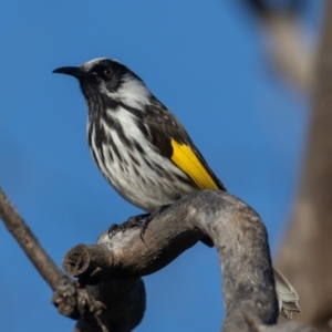 Phylidonyris niger X novaehollandiae (Hybrid) at Fyshwick, ACT - 3 Jul 2021