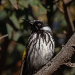 Phylidonyris niger X novaehollandiae (Hybrid) at Fyshwick, ACT - 3 Jul 2021 08:50 AM