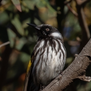 Phylidonyris niger X novaehollandiae (Hybrid) at Fyshwick, ACT - 3 Jul 2021