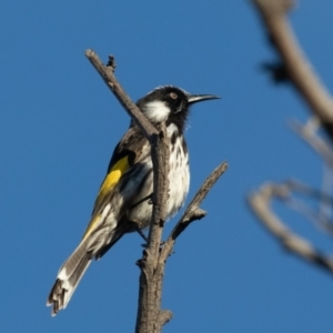 Phylidonyris niger X novaehollandiae (Hybrid) at Fyshwick, ACT - 3 Jul 2021 08:50 AM