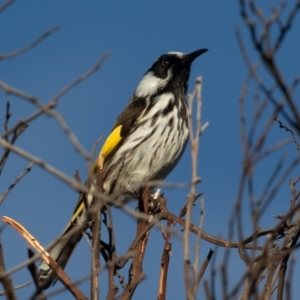 Phylidonyris niger X novaehollandiae (Hybrid) at Fyshwick, ACT - 3 Jul 2021 08:50 AM