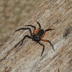 Hemicloea sp. (genus) at Kambah, ACT - 6 Jul 2021