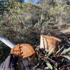 Eucalyptus melliodora (Yellow Box) at Yarralumla, ACT - 3 Jul 2021 by RAllen