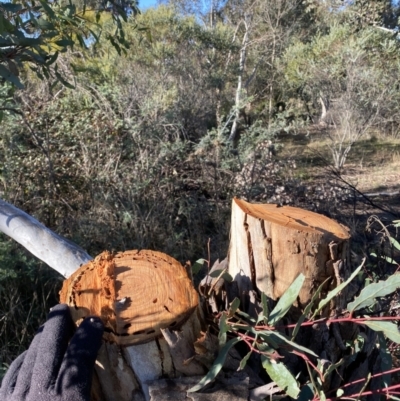 Eucalyptus melliodora (Yellow Box) at Yarralumla, ACT - 3 Jul 2021 by RAllen