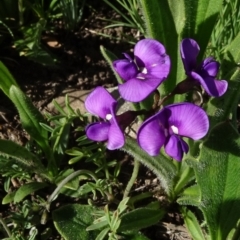 Swainsona behriana (Behr's Swainson-Pea) at Arable, NSW - 14 Nov 2020 by JanetRussell