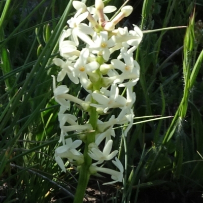 Stackhousia monogyna (Creamy Candles) at Arable, NSW - 14 Nov 2020 by JanetRussell