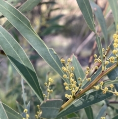 Acacia rubida (Red-stemmed Wattle, Red-leaved Wattle) at Carwoola, NSW - 7 Jul 2021 by JaneR