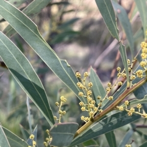 Acacia rubida at Carwoola, NSW - 7 Jul 2021