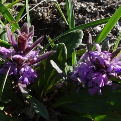 Ajuga australis (Austral Bugle) at Arable, NSW - 14 Nov 2020 by JanetRussell