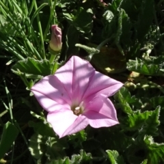 Convolvulus angustissimus subsp. angustissimus (Australian Bindweed) at Arable, NSW - 14 Nov 2020 by JanetRussell