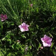 Convolvulus angustissimus subsp. angustissimus at Arable, NSW - 14 Nov 2020