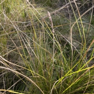 Carex appressa at Carwoola, NSW - 7 Jul 2021