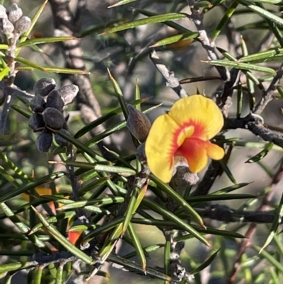 Dillwynia sieberi (Sieber's Parrot Pea) at Carwoola, NSW - 7 Jul 2021 by JaneR