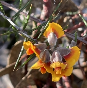 Dillwynia sieberi at Carwoola, NSW - 7 Jul 2021