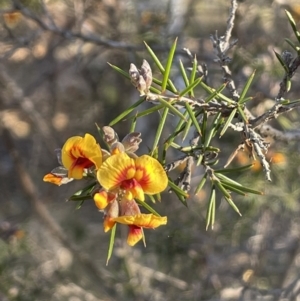 Dillwynia sieberi at Carwoola, NSW - 7 Jul 2021