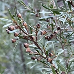 Kunzea ericoides (Burgan) at Carwoola, NSW - 7 Jul 2021 by JaneR