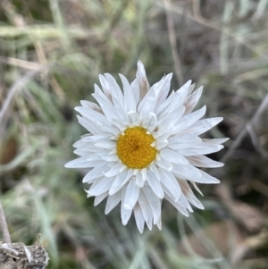 Leucochrysum albicans subsp. tricolor at Carwoola, NSW - 7 Jul 2021