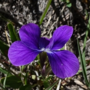 Viola betonicifolia at Dry Plain, NSW - 15 Nov 2020