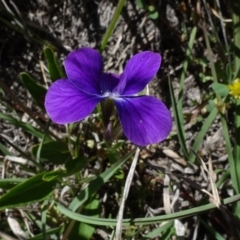 Viola betonicifolia at Dry Plain, NSW - 15 Nov 2020