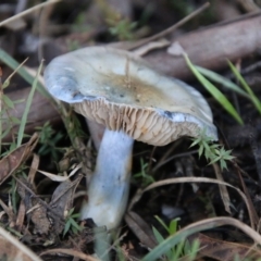 Cortinarius sp. - lilac, blue(ish), purple(ish) at Mongarlowe, NSW - 29 Jun 2021 by LisaH